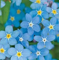 Chinese Forget Me Not Seeds - 200 Pack, Myosotis asiatica, Blue Flowering Annuals for Gardens & Containers
