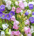 Canterbury Bells Flower Seeds - Campanula Medium Mix, Over 300 Seeds, Bell-Shaped Flowers for Gardens & Containers