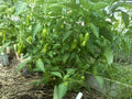 Pepper Seeds - Italian Sweet Pepperoncini - Capsicum annuum - Non-GMO Heirloom for Home Gardening, Mild, Yellow-Green Peppers