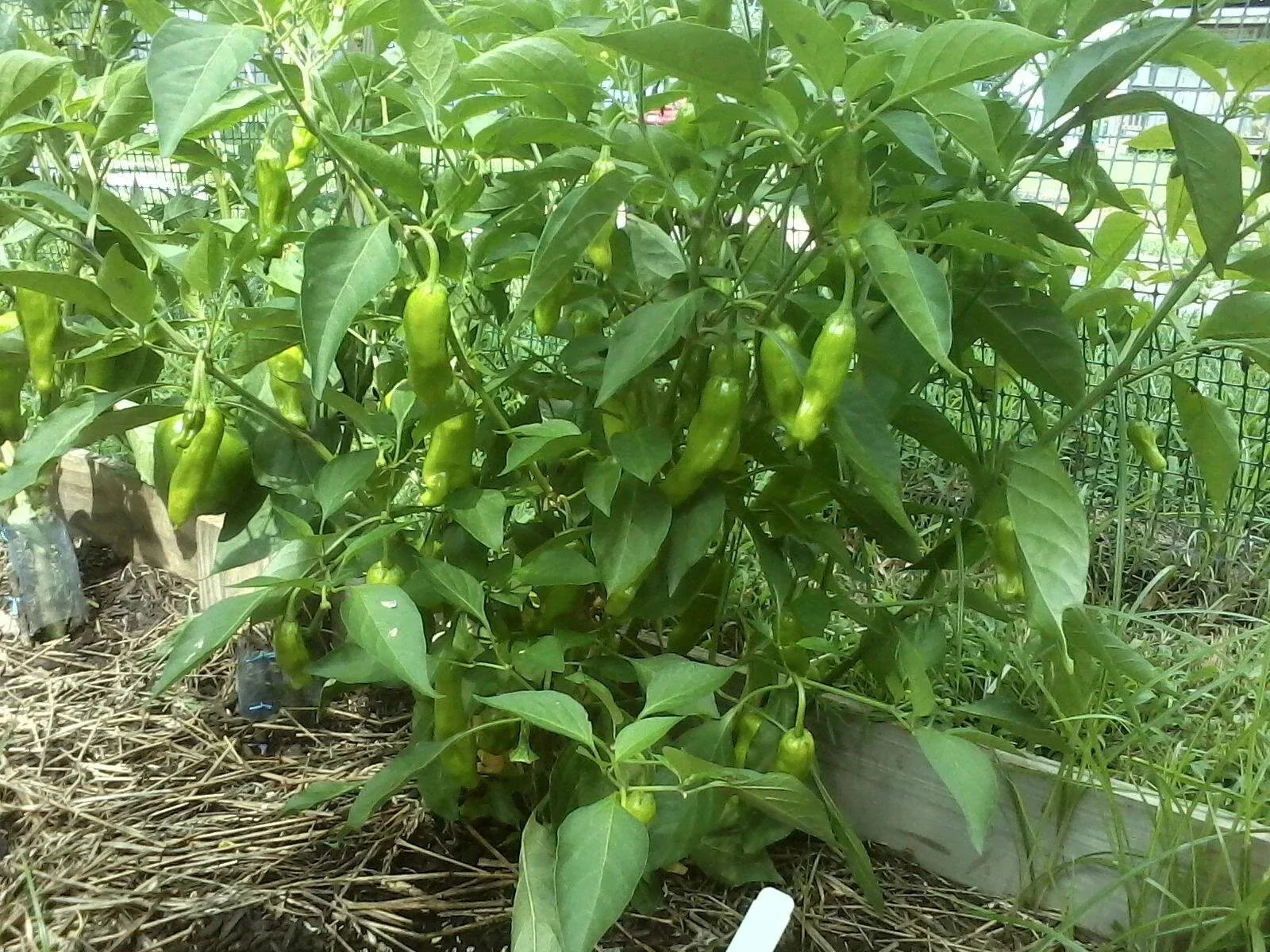 Pepper Seeds - Italian Sweet Pepperoncini - Capsicum annuum - Non-GMO Heirloom for Home Gardening, Mild, Yellow-Green Peppers