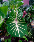 Colocasia esculenta Elephant Ear Plant - Small Rooted Starter - Pharaoh’s Dream Tropical Foliage Plant for Garden or Indoor
