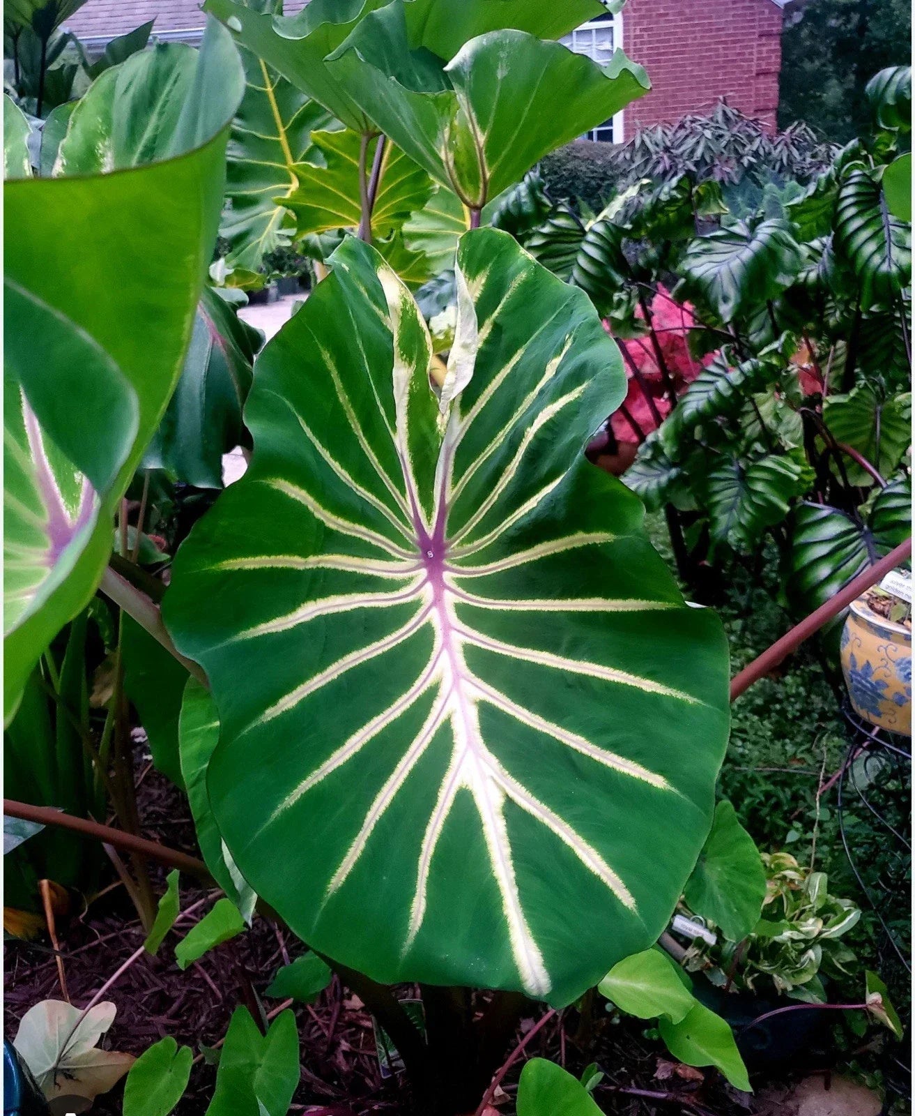 Colocasia esculenta Elephant Ear Plant - Small Rooted Starter - Pharaoh’s Dream Tropical Foliage Plant for Garden or Indoor