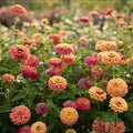 Unicorn Mix Zinnia Seeds - 100+ Pack for Garden Planting - Vibrant Colors - Zinnia elegans Non-GMO