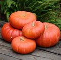 Cinderella Pumpkin Seeds - Organic Heirloom Cucurbita pepo - 10 Non-GMO Planting Seeds
