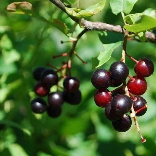 Black Cherry Tree Seeds 15+ Prunus serotina Organic Heirloom for Garden, Landscape & Wildlife