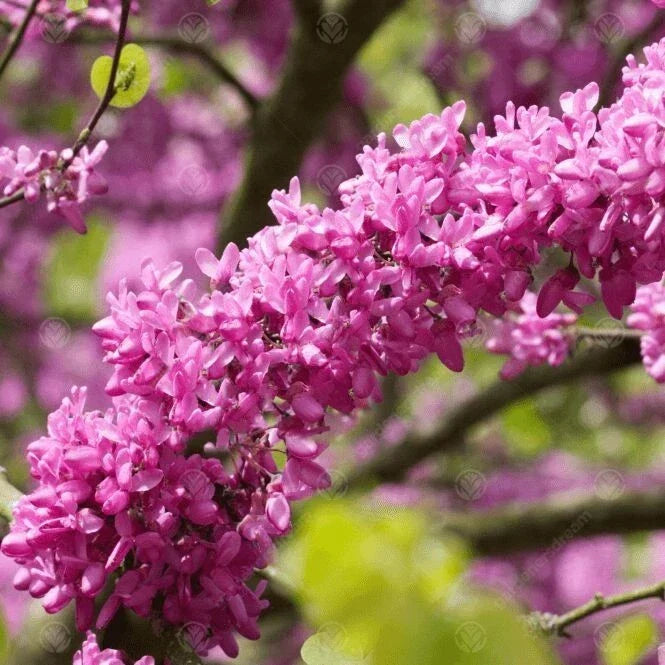 Judas Tree Seeds - 15 Pack Cercis Siliquastrum Mediterranean Redbud Flowering Seeds