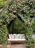 Wild Pink Climbing Rose Plant 6-12" Bare Root Rosa 'Wild Pink' Garden Flower, Pollinator Attracting