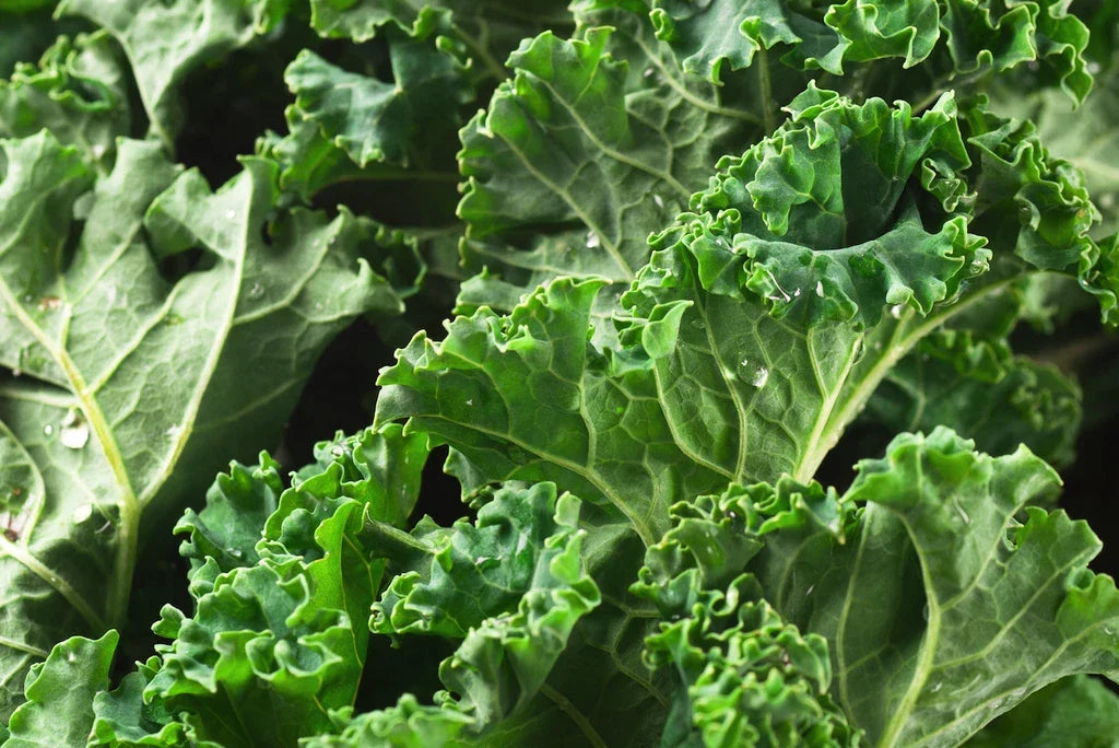Dwarf Siberian Kale Seeds - Non-GMO Vegetable Seeds - Brassica oleracea var. sabellica - Compact, Bushy Greens for Gardens