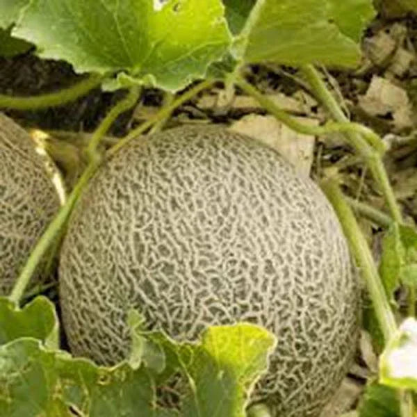 Muskmelon Seeds, Edisto 47 Heirloom, Non-GMO Cucumis melo, Sweet Juicy Melon Seeds for Garden Planting