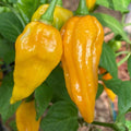 Fatalii Pepper Seeds - Heirloom Non-GMO Capsicum chinense for Spicy Garden or Culinary Use