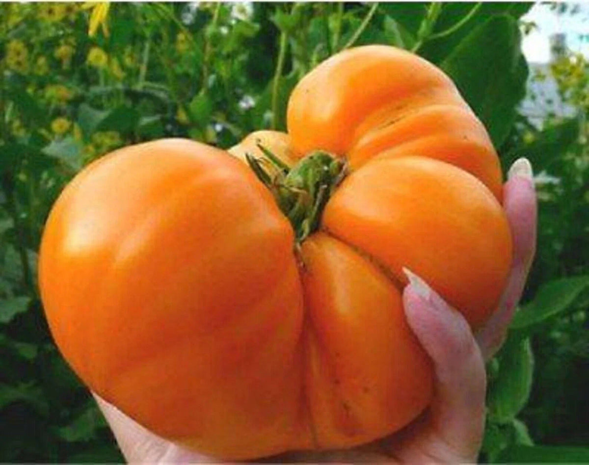 Amana Orange Tomato Seeds - Heirloom Organic Non-GMO Solanum lycopersicum, Bright Orange, Juicy, 120+ Seeds for Home Garden