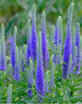 Ulster Dwarf Blue Veronica Bare Root Plant - Veronica spicata, Compact Perennial for Borders & Containers