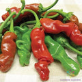 Peter Pepper Hot Pepper Seeds - 25+ Pack, Capsicum annuum, Unique Wrinkled Shape, Medium to Hot Heat, Garden & Container Planting