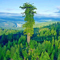 Giant Sequoia Seeds - Fast Growing Sierra Redwood - Sequoiadendron Giganteum - Hardy Tree Seeds for Planting