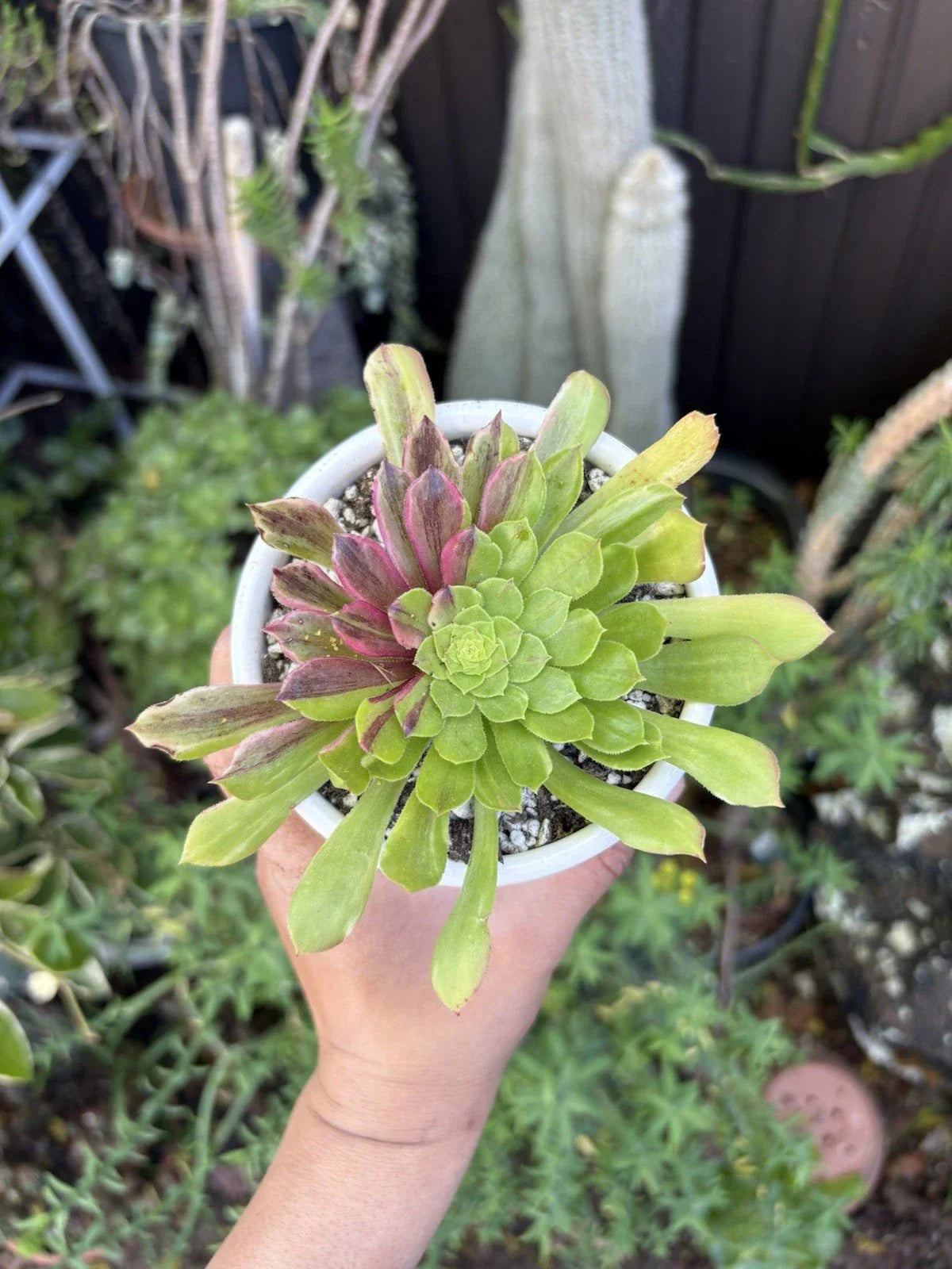 Aeonium Succulent Cuttings - Varied Colors - Aeonium spp. - Indoor & Outdoor Garden Plants