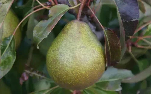 Winter Nelis Pear Seeds - Pyrus communis, Organic Heirloom, Fruit Tree Seeds for Home Garden & Orchard