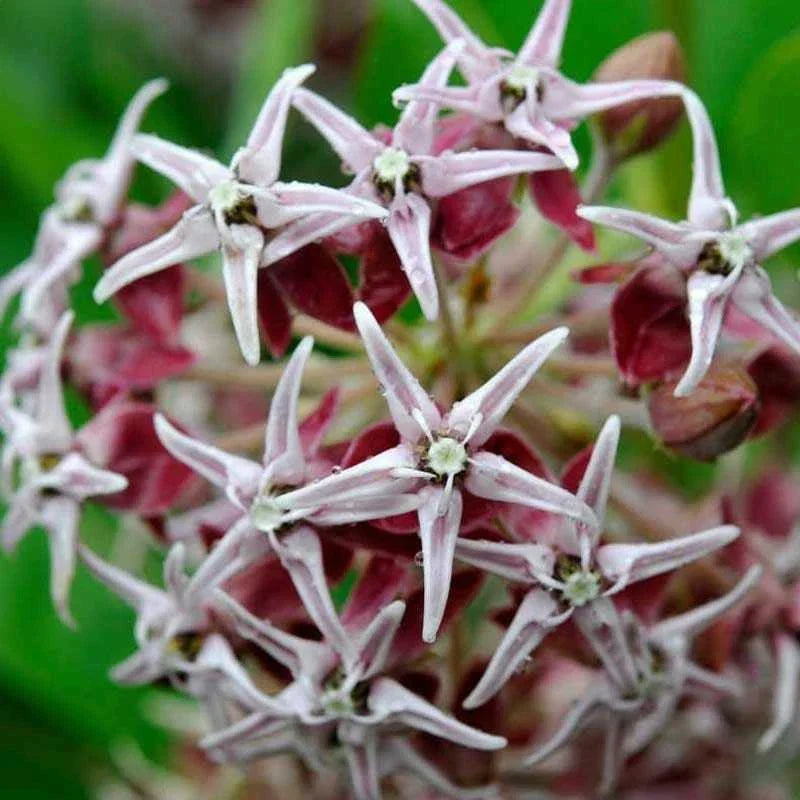 Showy Milkweed Seeds - 100 Pack - Asclepias speciosa - Perennial Butterfly Host Plant for Pollinators