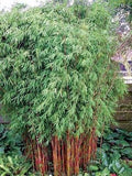 Red Dragon Bamboo Seeds - Clumping Privacy Screen, Shade Garden Plant, Phyllostachys rubromarginata, 50 Seeds