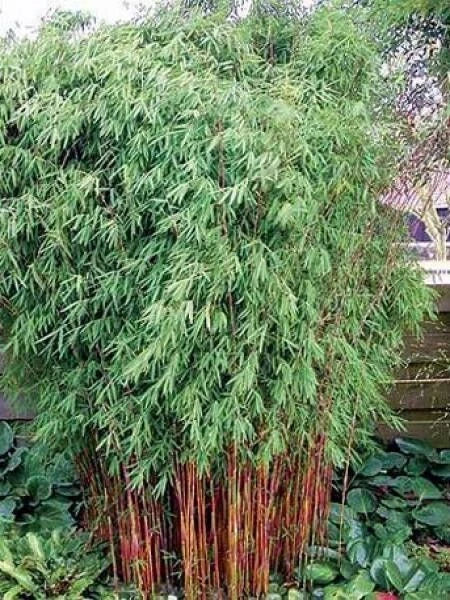 Red Dragon Bamboo Seeds - Clumping Privacy Screen, Shade Garden Plant, Phyllostachys rubromarginata, 50 Seeds