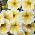 Petunia Seeds - 50 Yellow White Petunia x atkinsiana for Containers, Hanging Baskets, Window Planters