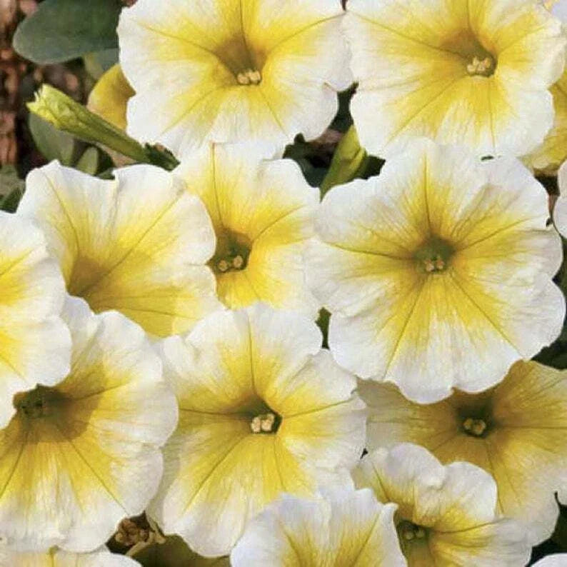Petunia Seeds - 50 Yellow White Petunia x atkinsiana for Containers, Hanging Baskets, Window Planters
