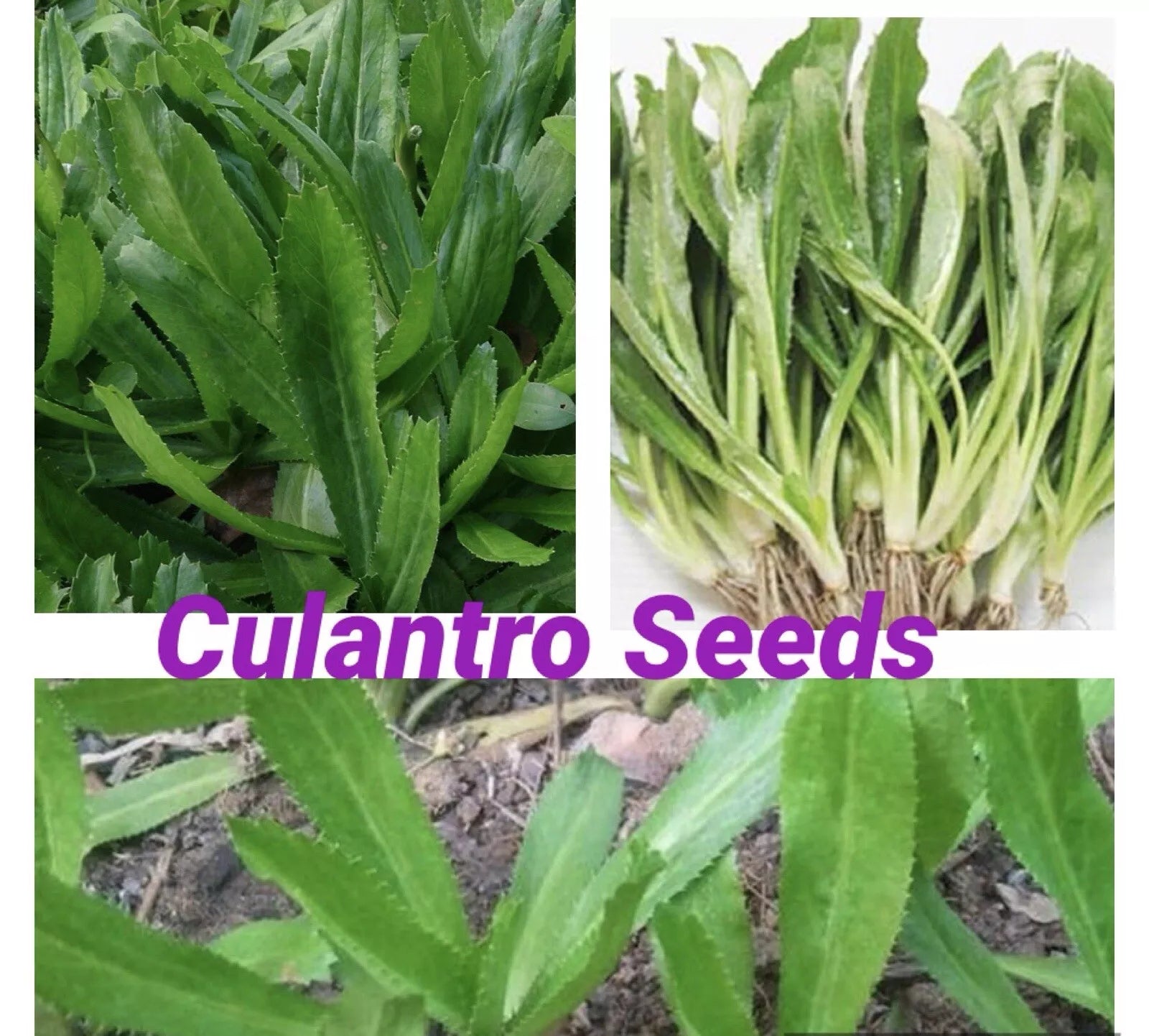 Culantro Seeds 500+ Eryngium foetidum Culinary Herb for Planting, Indoor & Outdoor Garden