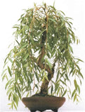Weeping Willow Bonsai Tree Cutting - 4" Salix babylonica with Gold Bark & Green Foliage, Indoor Outdoor Plant