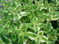 Pineapple Mint Seeds - 1000 Rare Mentha suaveolens Herb Seeds for Aromatic Gardens and Culinary Use