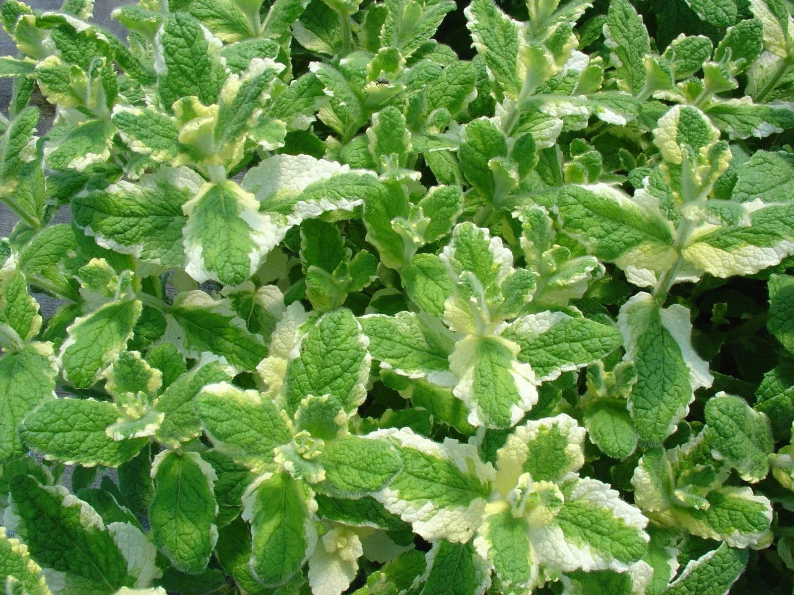 Pineapple Mint Seeds - 1000 Rare Mentha suaveolens Herb Seeds for Aromatic Gardens and Culinary Use