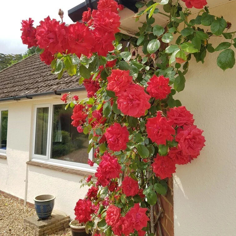 Climbing Rose Cuttings - The Prince's Trust Rose - Pink Fragrant Bloom - Rosa 'English Legend' Live Plant Set