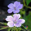 Hexham Big Eyes Geranium Seeds - Pelargonium hortorum - Pink Flowers, Compact Perennial, Garden & Container Planting
