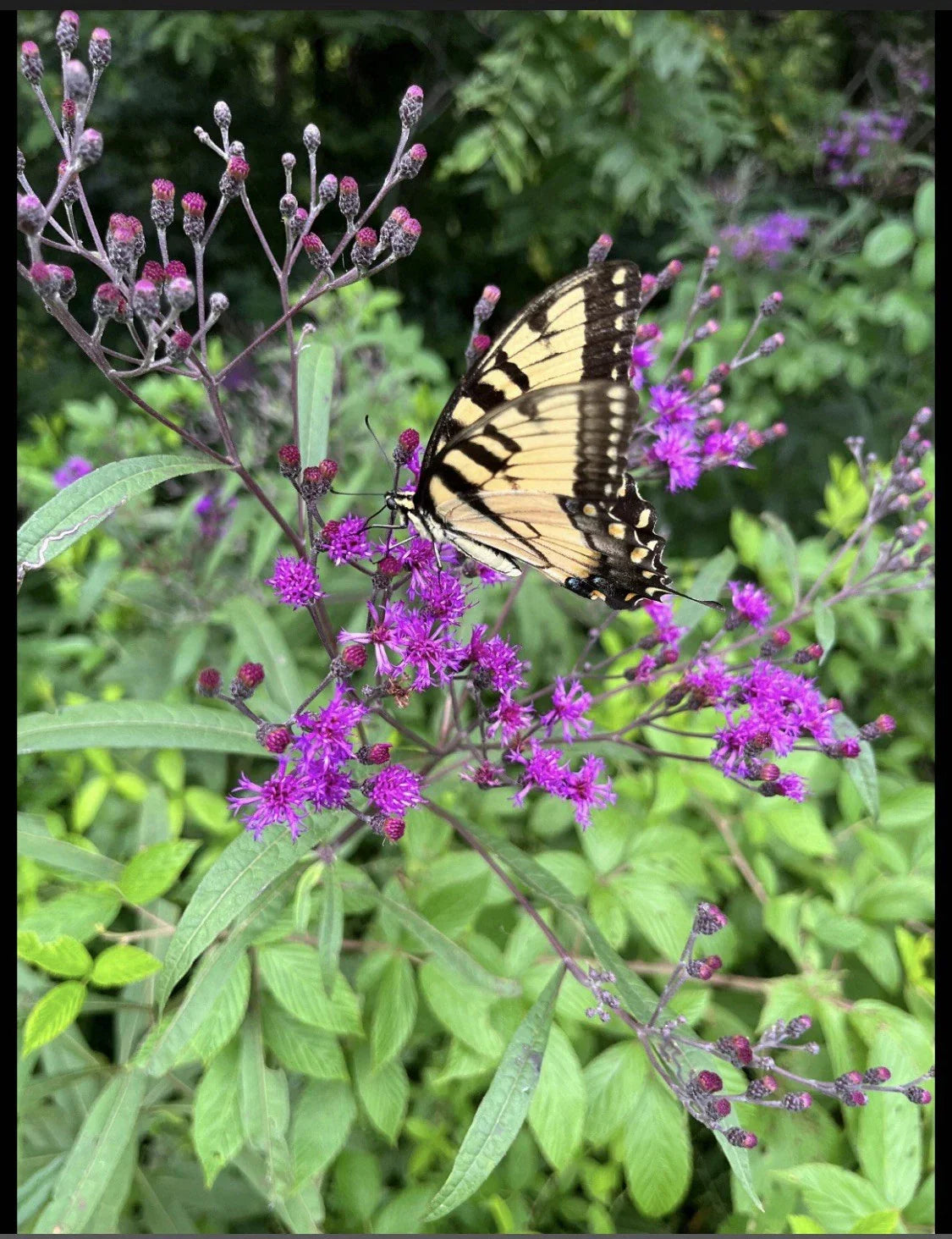 Live Bare Root Joe Pye Plant, Ironweed Perennial Flowering Plant, Butterfly Attracting, Eupatorium purpureum, 4 Rhizomes
