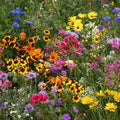 Low Grow Wildflower Seeds Mix – 200+ Colorful Native Wildflower Seeds for Gardens, Attract Pollinators, Easy to Grow, USA Native Plants