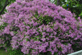 Old Fashion Lilac Bush 9-14" Tall in 5" Pot – Fragrant Purple Syringa vulgaris
