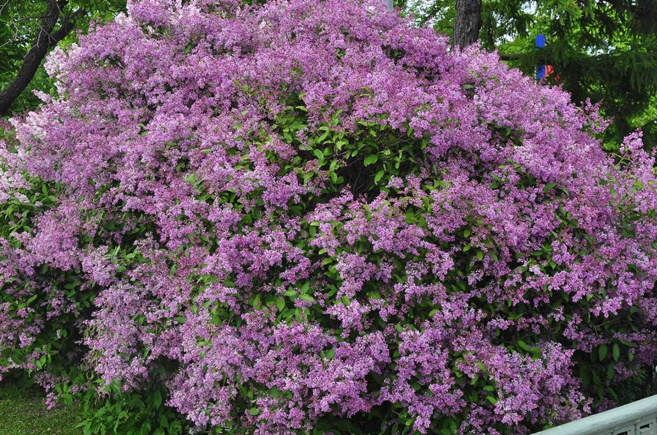 Old Fashion Lilac Bush 9-14" Tall in 5" Pot – Fragrant Purple Syringa vulgaris