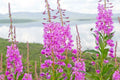 Fireweed Seeds 300+ Count Wildflower, Pink-Purple Blooms, Chamerion angustifolium, Native Perennial Plant
