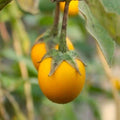 Golden Eggs Eggplant Seeds - Small Ornamental Yellow Fruit Solanum melongena for Container Gardening
