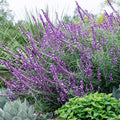 Leucantha Salvia Seeds, Perennial Flower Seeds, Hummingbird Attracting, Salvia leucantha, 50 Seeds