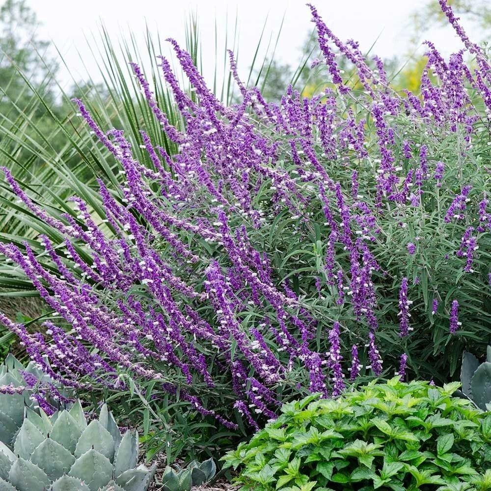 Leucantha Salvia Seeds, Perennial Flower Seeds, Hummingbird Attracting, Salvia leucantha, 50 Seeds