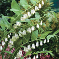 Great Solomon's Seal Seeds - Polygonatum biflorum Perennial Garden Seeds, 20 Pack