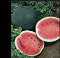 Sugar Baby Watermelon Seeds – Compact Bush Variety, Sweet Citrullus lanatus, Non-GMO, Heirloom, Perfect for Small Gardens & Containers