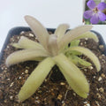 Pinguicula agnata x gypsicola Carnivorous Butterwort Plant 4-inch Pot Indoor Garden Succulent Natural Pest Control