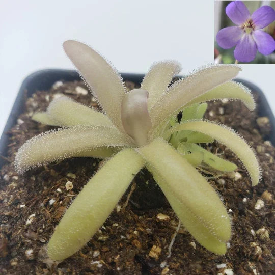 Pinguicula agnata x gypsicola Carnivorous Butterwort Plant 4-inch Pot Indoor Garden Succulent Natural Pest Control