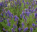 Hyssop Seeds 500+ Perennial Flower Seeds Hyssopus officinalis for Garden, Herb, Border, Pollinator Attractant