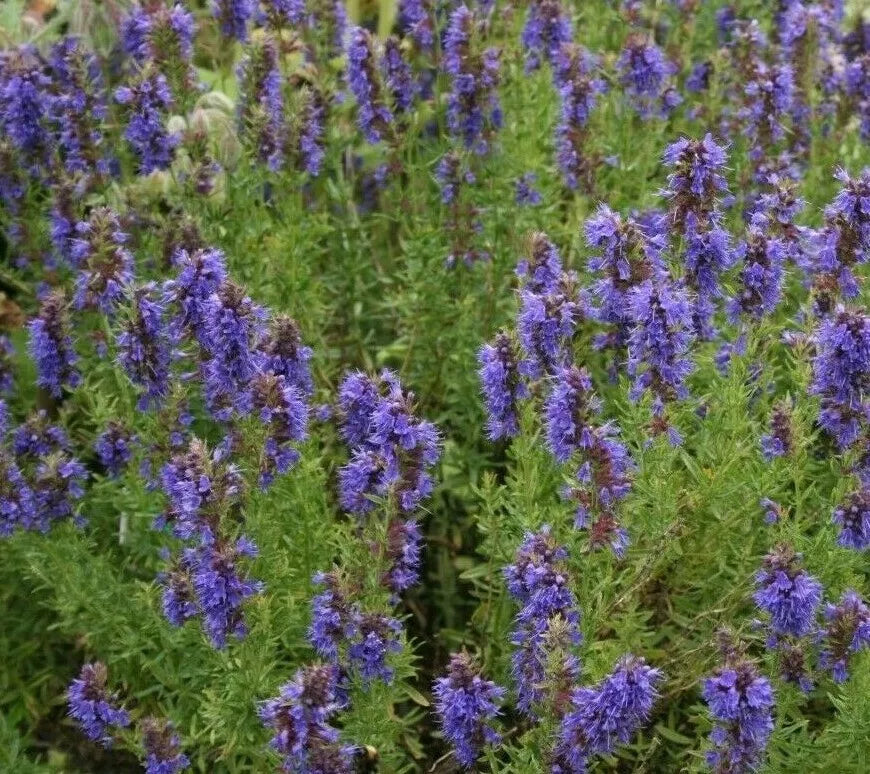 Hyssop Seeds 500+ Perennial Flower Seeds Hyssopus officinalis for Garden, Herb, Border, Pollinator Attractant