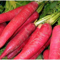 Radish Seeds Red Arrow Select – 1,000 Non-GMO Raphanus sativus for Microgreens, Salad & Garnishes