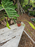 Philodendron Joepii Houseplant - 5-Inch Pot, Tropical Foliage, Well-Rooted, Indoor Plant, Easy Care, Unique Heart-Shaped Leaves