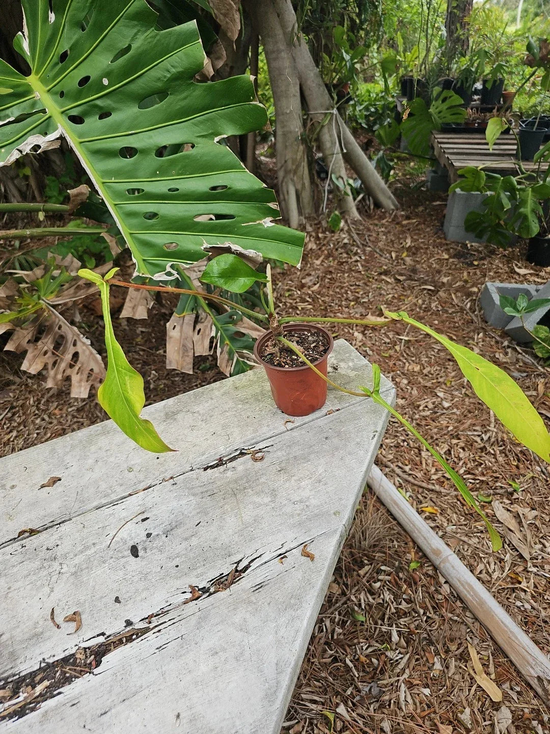 Philodendron Joepii Houseplant - 5-Inch Pot, Tropical Foliage, Well-Rooted, Indoor Plant, Easy Care, Unique Heart-Shaped Leaves