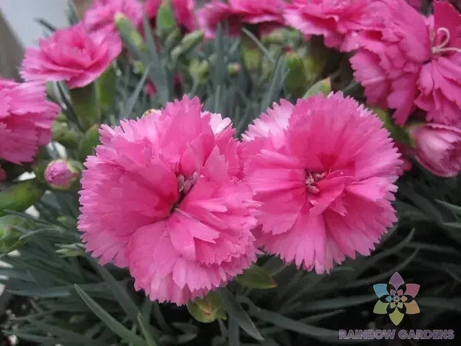 Woodland Pink Carnation Seeds - 200+ Pack Dianthus deltoides Pink Flower Garden Planting