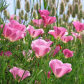 California Poppy Seeds - Lavender Pink Flowers - Purple Gleam Variety - Eschscholzia californica